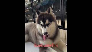 ขอไอศครีมหน่อย #dog #doglover #siberianhusky #ไซบีเรียน #สุนัข #น่ารัก #หมา #cute #สุนัขแสนรู้