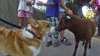 Roku sees goat for the first time / 初めてヤギを見たロクさん 20150805 Goro@Welsh corgi puppy 子犬