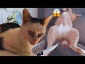 Fur-tastic Fun: Best Funny Animal Videos for Endless Laughter! 🐾😂