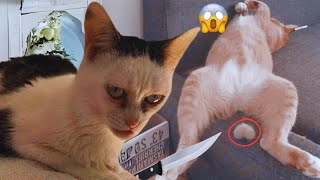 Fur-tastic Fun: Best Funny Animal Videos for Endless Laughter! 🐾😂