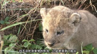 小獅子被媽媽遺棄，4天4夜沒吃食物，瀕臨死亡時奇跡出現 | Lion