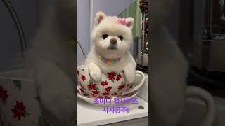 컵사이즈 뽀메~ #귀여워 #puppy #pomeranian #dog #강아지 #뽀메라니안 #포메라니안 #포메 #뽀메  #샤락당