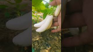 सफेद बैंगन ! white eggplant ! My First Vlog! Please Support 🙏