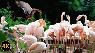 Pink Flamingo Parade🦜 || Viral Feathered Beauties💯🕊