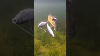 Pike vs 3 dead herrings. #short #new #fishing