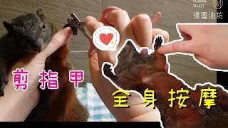 【璞蜜油坊】大薯的一日SPA | 松鼠洗澡! 松鼠SPA!