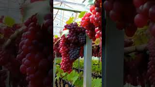 Growing grapes.Modern #fruit #grapevine #grapegrowing #fruits #grapeharvest #farming #grape #wine