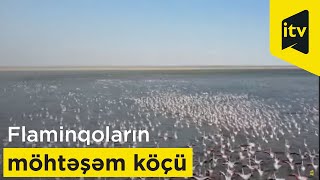 Flaminqoların möhtəşəm köçü