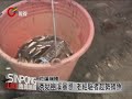 秀姑巒溪暴漲 老經驗者網魚豐收 20120828