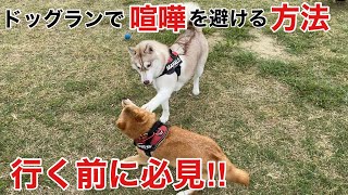 【ドッグラン　喧嘩　回避方法】噛まれた柴犬が犬友と克服しに堺浜海のふれあい広場に行く！　浪速の柴犬　shibainu