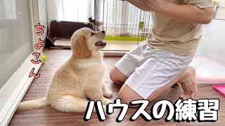 ゴールデンレトリバー子犬 ハウスの徹底練習！ with subtitles