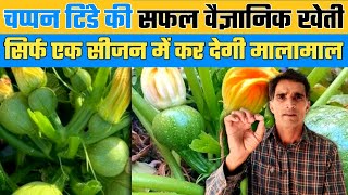 मात्र 35 दिन में लाखों का शुद्ध मुनाफा चप्पन टिंडे की खेती से | chappan tinde ki kheti |