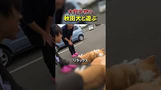 【癒し】秋田犬を可愛がるスーツ #shorts