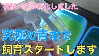 【夜桜メダカが孵化しました！】究極の夜桜メダカ専用の青水を作りながら、ブレンド青水の極意を話していきます。更に針子の安全飼育、成長へ繋がる自信１２０％あります！