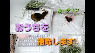 【モルモット】毎日のルーティン🐹