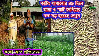 কাটিং লাগানোর ৪৯ দিনে জারা ও স্মার্ট নেপিয়ার কত বড় হয়েছে দেখুন | chandpur agro | agriculture news