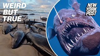 Mass whale deaths and more fishy signs of the Apocalypse | Weird But True