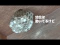 蜂の巣の駆除はとても危険なのでこの動画のマネは絶対にしないでください【アシナガバチ】