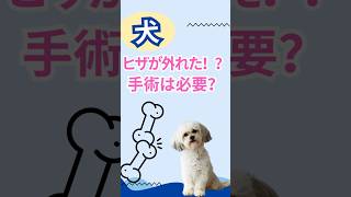 【犬】ヒザが外れた！！すぐに手術は必要？ #犬#保護猫 #獣医 #動物病院 #パテラ #膝蓋骨脱臼