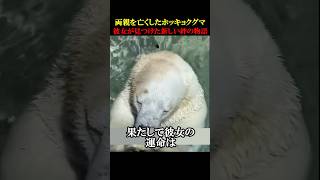 両親を亡くしたホッキョクグマ 彼女が見つけた新しい絆の物語#動物 #感動 #animals