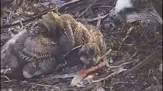 魚の尻尾で遊ぶ😀 2023.11.11 Port Lincoln Osprey