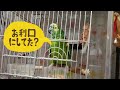 アオボウシインコ　ドスのおしゃべり「しゃべりすぎて疲れたの巻」