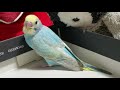 【セキセイインコ　雛】成長記録