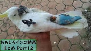 【面白 インコ】おもしろインコ動画まとめ！ #12【かわいい】