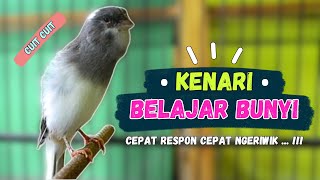 PANCINGAN Kenari Belajar BUNYI || PANCINGAN Kenari Agar Cepat GACOR || Part 226