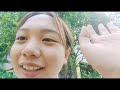 vlog 26 harvesting time 🌻🌄 lapuz twins