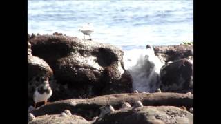 鬼の洗濯岩とキョウジョシギ A washing rock and ruddy turnstone of the ogre