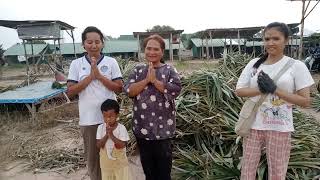 กราบขอบพระคุณป้าอี๊ดที่เมตตาต้นสับปะรดให้ชาวช้าง🙏🙏🙏🐘🐘🐘