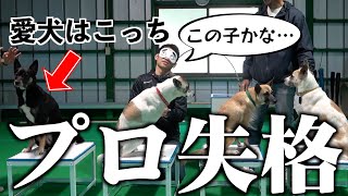 プロのドッグトレーナーなら目隠ししても自分の担当犬がわかる…よな？