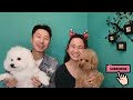 【荃灣】寵物友善餐廳🐶❤️包場狗狗免費【小腳掌大世界🐾】