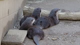 2022/03/21 埼玉県こども動物自然公園のコツメカワウソ、ピースケ・カシラ・ボンジリ