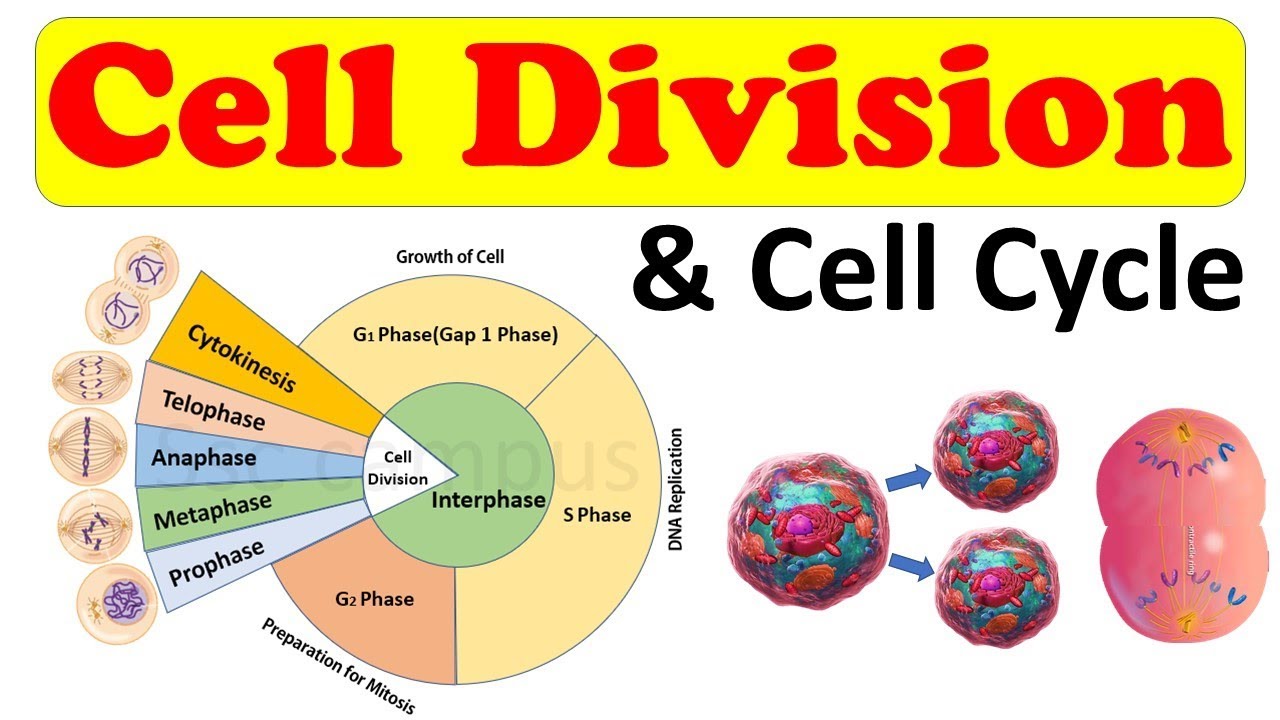 Cell Biology || Cell Division || Cell Cycle || Amitosis, Mitosis ...