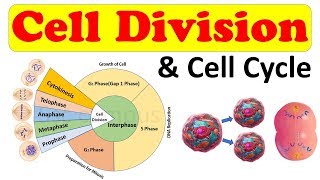 Cell biology || Cell Division || Cell Cycle || Amitosis, Mitosis (prophase) Class 11 biology