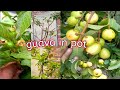 Guava My Tips  | Guava in pot | umrood ko Gamly Mein kaise ugye