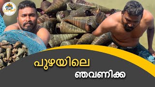 ഞവണിക്ക തേടി ഒരു യാത്ര | How to catch Snail #fishing #fish #keralabackwaters