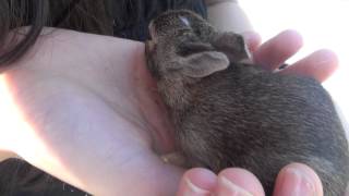 野ウサギ赤ちゃん、みんなで毛づくろい！Baby rabbits cleaning each other!