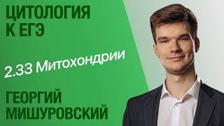 2.33. Митохондрии | Цитология к ЕГЭ | Георгий Мишуровский