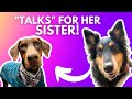 TALKING DOG 