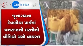 Junagadh | જૂનાગઢ | Lion | સિંહ | Viral Video | વાયરલ વીડિયો | Gujarati News On Zee