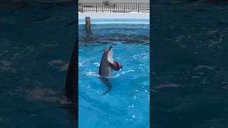 ボールを運ぶカマイルカ　マリンワールド海の中道　Pacific White-sided Dolphin carrying a ball