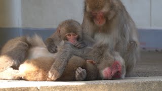 [#02] 2021.05 高崎山自然動物園