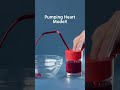 cool science model to teach your kids how the heart works shorts