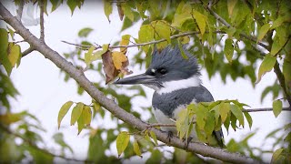 Belted Kingfisher (Megaceryle alcyon)