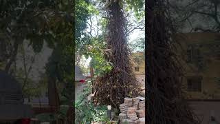 Naga linga flower | Cannonball | Nagalinga Poo | Rare tree | Viasirs 281 #rare