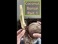 Part 1 Coconut Bonsai Short | G's Garden & More #short #Bonsai