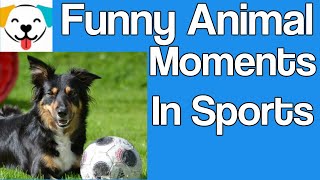 Funny animal moments in sports - Animals In Sports Video Compilation
